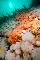 Reef wall covered in Plumose anemone (Metridium senile) The Isles of Scilly.