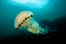 Compass jellyfish (Chrysaora hysoscella) The Isles of Scilly.