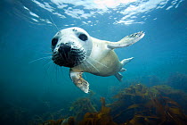 Atlantic Grey Seal (Halichoerus grypus) approaching camera with curiosity, The Isles of Scilly.
