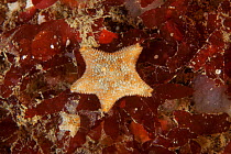 Cushion Star (Asterina gibbosa) Guillaumesse, Sark, British Channel Islands.
