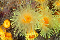 Sunset cup coral (Leptopsammia pruvoti) Guillaumesse, Sark, British Channel Islands.