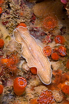 Candy striped flatworm (Prostheceraeus vittatus) Guillaumesse, Sark, British Channel Islands.