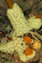 Star ascidian (Botryllus schlosseri) L'Etac, Sark, British Channel Islands.