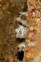 Sea gherkin (Pawsonia saxicola) Pavlaison, Sark, British Channel Islands.