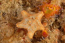 Cushion Star (Asterina gibbosa) L'Etac, Sark, British Channel Islands.