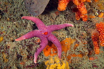 Bloody Henry Starfish (Henricia oculata) Boue Tirlipois, Sark, British Channel Islands.