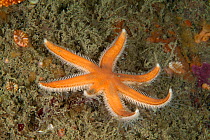 Seven Armed Starfish (Luidia ciliaris) Boue Tirlipois, Sark, British Channel Islands.