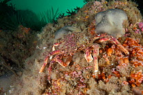 Spiny Spider Crab (Maja squinado) L'Etac, Sark, British Channel Islands.