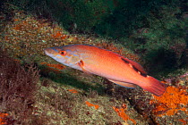 Cuckoo wrasse (Labrus mixtus) female in process of changing sex to become male, Guillaumesse, Sark, British Channel Islands.