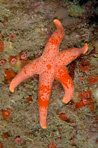 Bloody Henry Starfish (Henricia oculata) L'Etac, Sark, British Channel Islands.