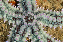 Spiny Starfish (Marthasterias glacialis) L'Etac, Sark, British Channel Islands.