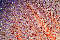 Common Sea Urchin (Echinus esculentus) Guillaumesse, Sark, British Channel Islands.