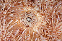 Mouth of Common Sea Urchin (Echinus esculentus)  Guillaumesse, Sark, British Channel Islands.