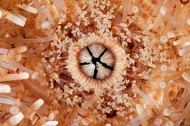 Mouth of Common Sea Urchin (Echinus esculentus) Guillaumesse, Sark, British Channel Islands.