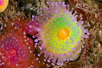 Jewel anemones (Corynactis viridis) Guillaumesse, Sark, British Channel Islands.