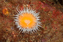 Elegant anemone (Sagartia elegans) Guillaumesse, Sark, British Channel Islands.
