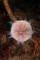 Common Sea Urchin (Echinus esculentus) St Abbs Voluntary Marine Reserve, Scotland (North Sea).