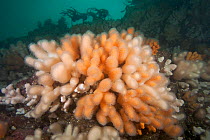 Dead man's fingers soft coral (Alcyonium digitatum) St Abbs Voluntary Marine Reserve, Scotland (North Sea).