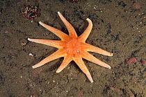 Purple sun star (Solaster endeca) St Abbs Voluntary Marine Reserve, Scotland (North Sea).