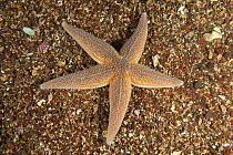 Common starfish (Asterias rubens) St Abbs Voluntary Marine Reserve, Scotland (North Sea).