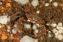 Velvet Swimming Crab (Necora puber) St Abbs Voluntary Marine Reserve, Scotland (North Sea).
