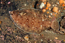 Flounder (Platichthys flesus) St Abbs Voluntary Marine Reserve, Scotland (North Sea).