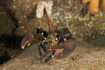 Lobster (Homarus gammarus) St Abbs Voluntary Marine Reserve, Scotland (North Sea).