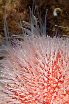 Close up of Common Sea Urchin (Echinus esculentus) showing tube feet, St Abbs Voluntary Marine Reserve, Scotland (North Sea).
