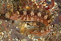 Yarrell's blenny (Chirolophis ascanii) St Abbs Voluntary Marine Reserve, Scotland (North Sea).