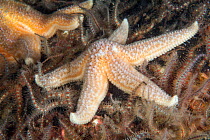 Common starfish (Asterias rubens) St Abbs Voluntary Marine Reserve, Scotland (North Sea).
