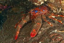 Spiny Squat Lobster (Galathea strigosa) St Abbs Voluntary Marine Reserve, Scotland (North Sea).