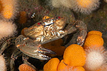Velvet Swimming Crab Necora puber) St Abbs Voluntary Marine Reserve, Scotland (North Sea).