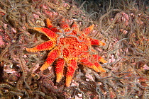 Common sun star (Crossaster papposus) St Abbs Voluntary Marine Reserve, Scotland (North Sea).
