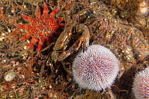 Common sun star (Crossaster papposus) Velvet Swimming Crab (Necora puber) and Common Sea Urchin (Echinus esculentus) St Abbs Voluntary Marine Reserve, Scotland (North Sea).