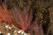 Rosy featherstar (Antedon bifida) St Abbs Voluntary Marine Reserve, Scotland (North Sea).
