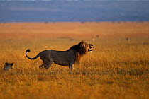 Nature Picture Library African Wildlife