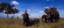 African elephants (Loxodonta africana) wallowing and playing in mud at a dried up waterhole. Maasai Mara National Reserve, Kenya. Feb 2012.
