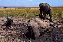 African elephants wallowing and playing in mud at a dried up waterhole (Loxodonta africana). Maasai Mara National Reserve, Kenya. Feb 2012.