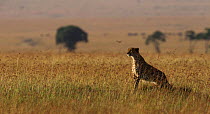 Cheetah (Acinonyx jubatus) female sitting on a termite mound. Maasai Mara National Reserve, Kenya. Feb 2012.