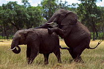 African elephant (Loxodonta africana) male unsuccessfully mating with a female. Maasai Mara National Reserve, Kenya. Feb 2012.