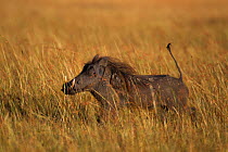 Warthog (Phacochoerus africanus) running through long grass .Maasai Mara National Reserve, Kenya. Feb 2012.