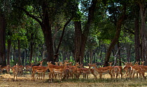 Impala (Aepyceros melampus) herd sheltering from the sun.Maasai Mara National Reserve, Kenya. Jan 2012.