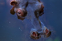 Hippopotamus (Hippopotamus amphibius) head part submerged in water.Maasai Mara National Reserve, Kenya. Feb 2012.