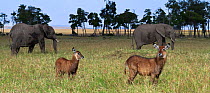 Defassa waterbuck (Kobus ellipsiprymnus defassa) female and calf with African elephants (Loxodonta africanus) in the background. Maasai Mara National Reserve, Kenya. Feb 2012.