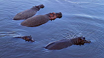 Hippopotamus (Hippopotamus amphibius) group submerged in water.Maasai Mara National Reserve, Kenya. Feb 2012.