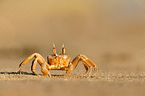 Sand crab (Ocypode cursor) on beach, Turkey.