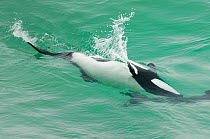 Commerson's dolphins (Cephalorhynchus commersonii) off the coast of Falkland Islands, May.
