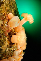 Plumose anemone (Metridium senile) Stromsholmen, North West Norway, Atlantic Ocean.