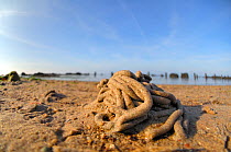 Lugworm (Arenicola marina) cast on beach, on beach of Wadden sea, Heligoland, Germany, June.