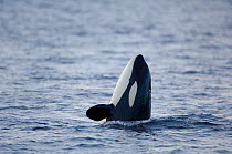 Orca (Orcinus orca) spy-hopping at surface whilst feeding on herring in the Tysfjord area, Norway, November.